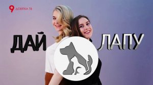 Что делать, если у вас или вашего ребёнка вдруг обнаружилась аллергия на домашних животных?