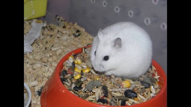 Какие разные бывают хомяки. 1 часть. смотреть онлайн