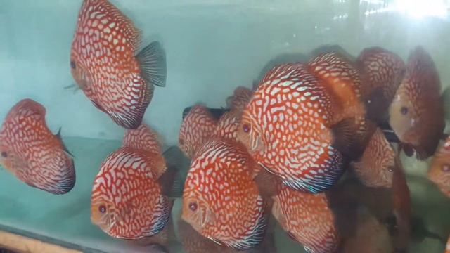 Panda checkerboard discus fish смотреть онлайн