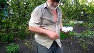 ПОСАДКА ФАСОЛИ НОВЫЙ МЕТОД