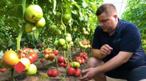 Signora F1 гибрид от Esasem