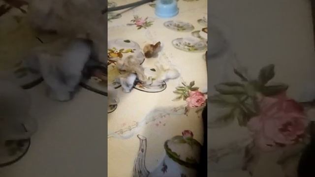 Ремонт микроволновки своими руками(микроволновка искрит и не греет)