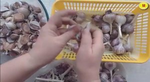 ?МАМА СУШИТ ЧЕСНОК?