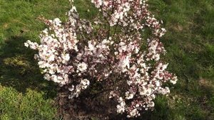 ВОЙЛОЧНАЯ или КИТАЙСКАЯ ВИШНЯ (Prunus tomentosa)