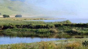 РЕЛАКС звуки природы утро летний луг