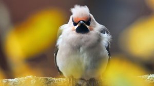 Свиристели на Ладоге. Звуки птиц. Bohemian waxwing