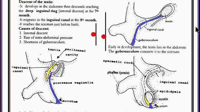 Rete testis с латинского. Rete testis перевод. Testicles перевод. Epididymis анатомия. Rete testis с латинского.