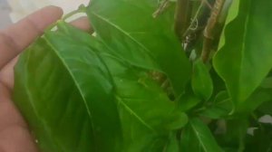 Beautiful Syngonium  ( arrow head) plant care information🙂