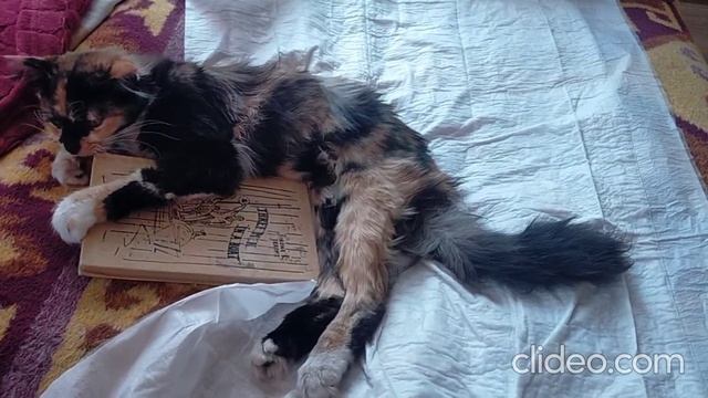 Бло-Бло читает книгу