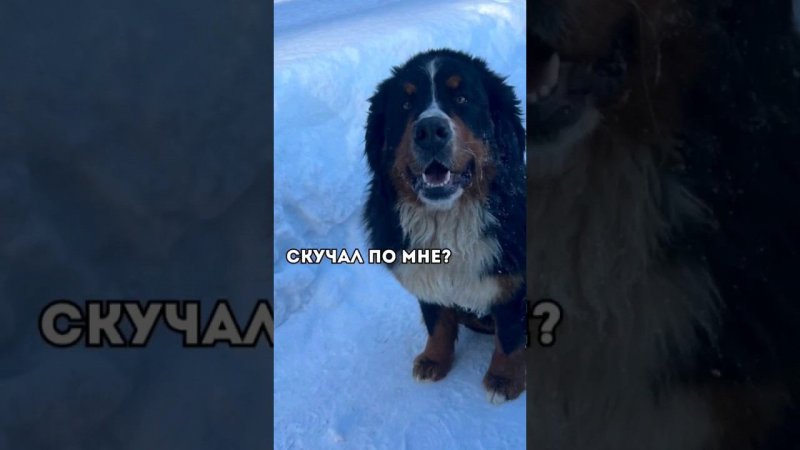 Скучал по мне?#shorts