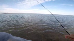 Сарган и крупный бычок на спиннинг. Рыбалка на Море. Снасть для ловли саргана на спиннинг.