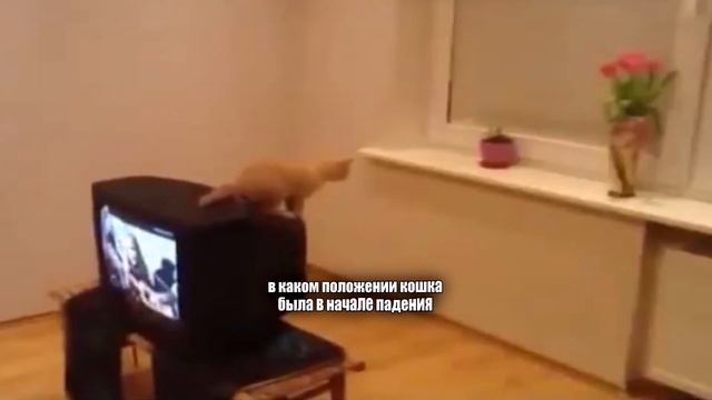 Секреты кошачьего мира  Четыре лапы на земле, 16 часов сна и другие удивительные факты