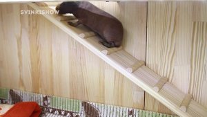 Как Морские Свинки Учились Ходить По Лесенкам / SvinkiShow