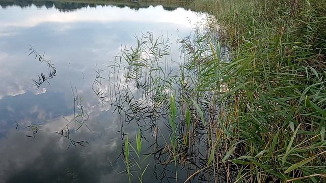 Озера вокруг.Браславщина.21 Августа,видио про то,куда надо заходить на рыбалке осторожно и не спеша смотреть онлайн