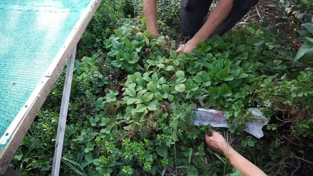 Лесная земляника в саду. смотреть онлайн