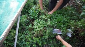 Лесная земляника в саду.