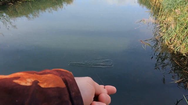 Первая осенняя рыбалка на ЭКРАНЫ. Без рыбы мы не останемся! смотреть онлайн