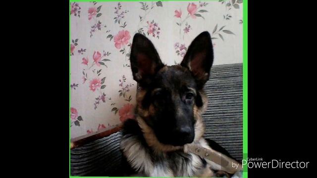 #щенокнемецкойовчарки.Немецкая овчарка как это было... смотреть онлайн