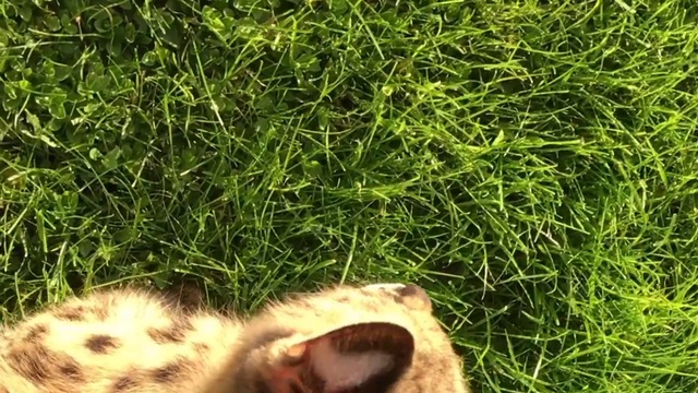 Девочка Сервал питомник SoulCats  смотреть онлайн