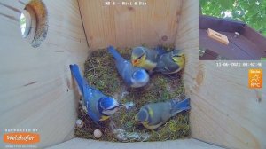 Fledging of the Blue Tits - Recke, Germany - June 11, 2021