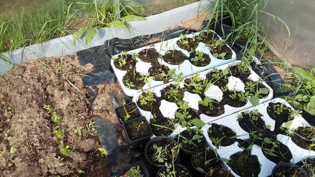 Голубика .у Пашки И Машки. смотреть онлайн