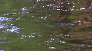 РЫБАЛКА ЯНИСЙОКИ / YANISJOKY FISHING