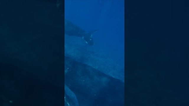 Самые тяжелые животные в мире! смотреть онлайн