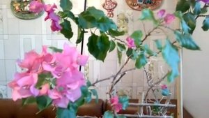 бугенвиллия