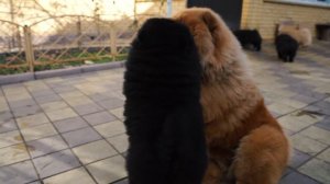 Щенки Чау-чау. Питомник "Bella Chow" Россия, Краснодарский край, г. Белореченск