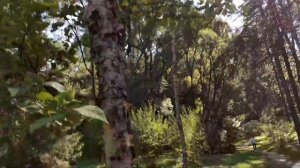 Каменная береза. Небольшой обзор.
