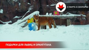 8 Марта в зоопарке Ижевска