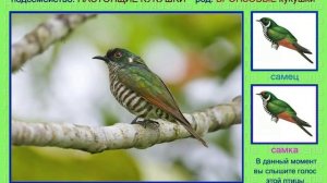 Кукушка бронзовая. Голоса птиц