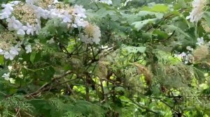 Кто сожрал калину?