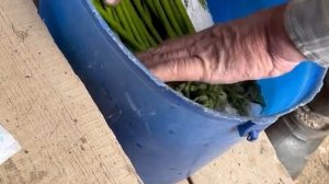 Как солить орляк (папоротник)