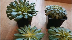 Левизия, темпы роста сеянцев. Размножение, общее описание.