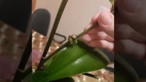 Размножение орхидеи с помощью цитокининовой пасты