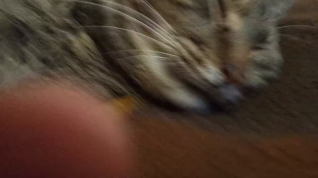 Хочу чтобы увидел это видео хозяин Симбы младшего и Симбы старшего.Прощайте Симбочки 😢😭 смотреть онлайн