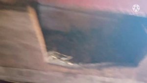 Куры клюют яйца куропатки бегают возле дома