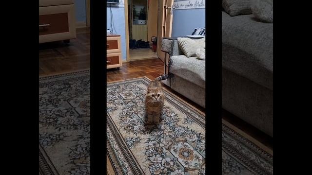 Кошачий патруль!!!?✌️