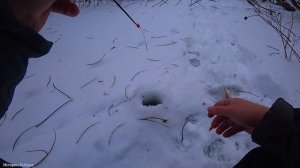 ЛОВЛЮ НА РЕПЕЙНИК!!! РЫБА САМА ЛЕЗЕТ ИЗ ЛУНКИ!!!