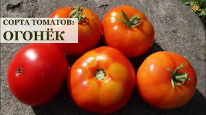 Томат Огонек * Сорта томатов