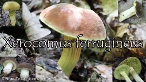 Моховик тёмно-коричневый или моховик каштановый | Xerocomus ferrugineus