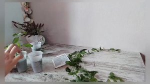 СВИНЧАТКА ПЛЮМБАГО ОБРЕЗКА, РАЗМНОЖЕНИЕ.
