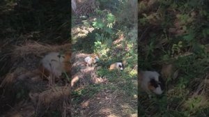 Морские свинки в живой природе