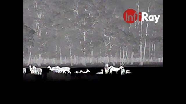 Infiray Eye E6+ V2.0 warmtebeeld spotter , Roodwild tijdens de bronst op de Veluwe смотреть онлайн