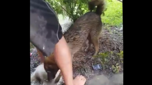 Собака спасает щенят из затопленного логова