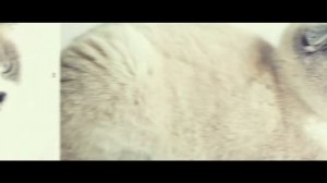 Шотландская вислоухая кошка фото