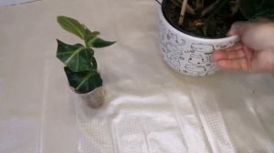 Мединилла. Черенкуем вместе со мной. Уход и пересадка. ???