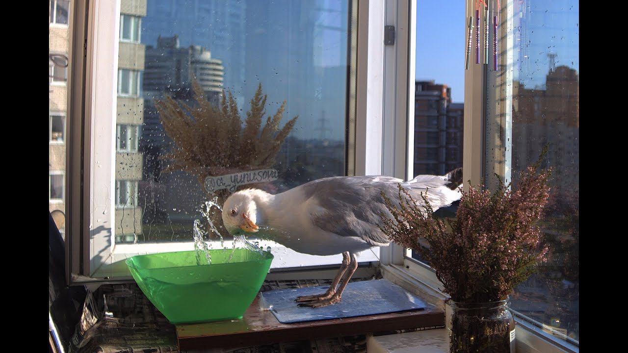 LIVE Чайка - символ Приморского района Санкт-Петербурга. Кормим чайку на Комендантской площади. смотреть онлайн