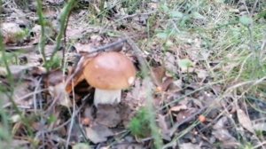 БЕЛЫЕ ГРИБЫ ЛЕНИНГРАДСКАЯ ОБЛАСТЬ ГРИБНОЕ ИЗОБИЛИЕ